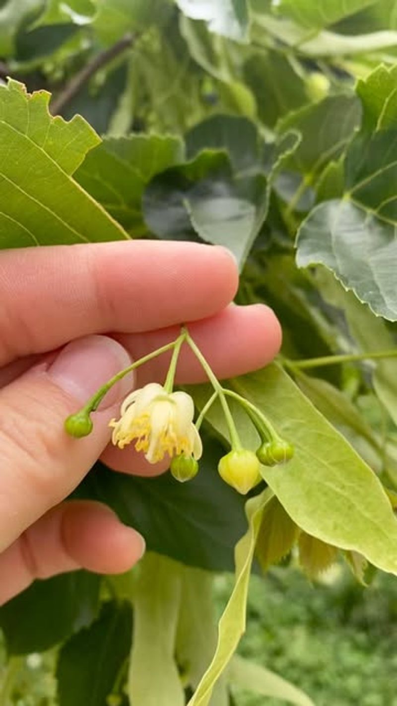 Large Canopy Size Creates Massive Feeding Stations