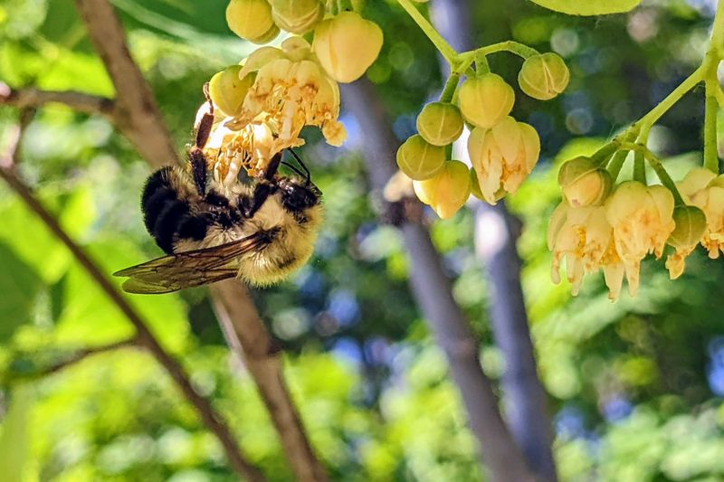 Native Status Creates Perfect Evolutionary Match With Local Insects
