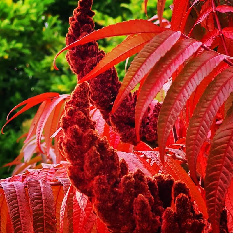 Brilliant Fall Foliage Creates Visual Beacons For Wildlife
