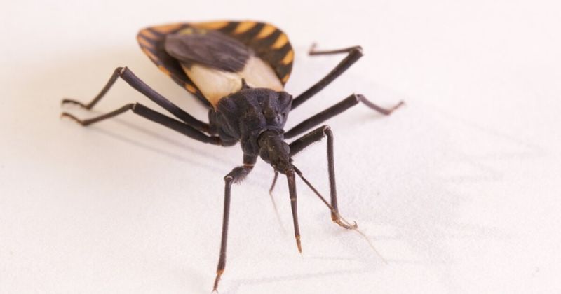 Kissing Bugs