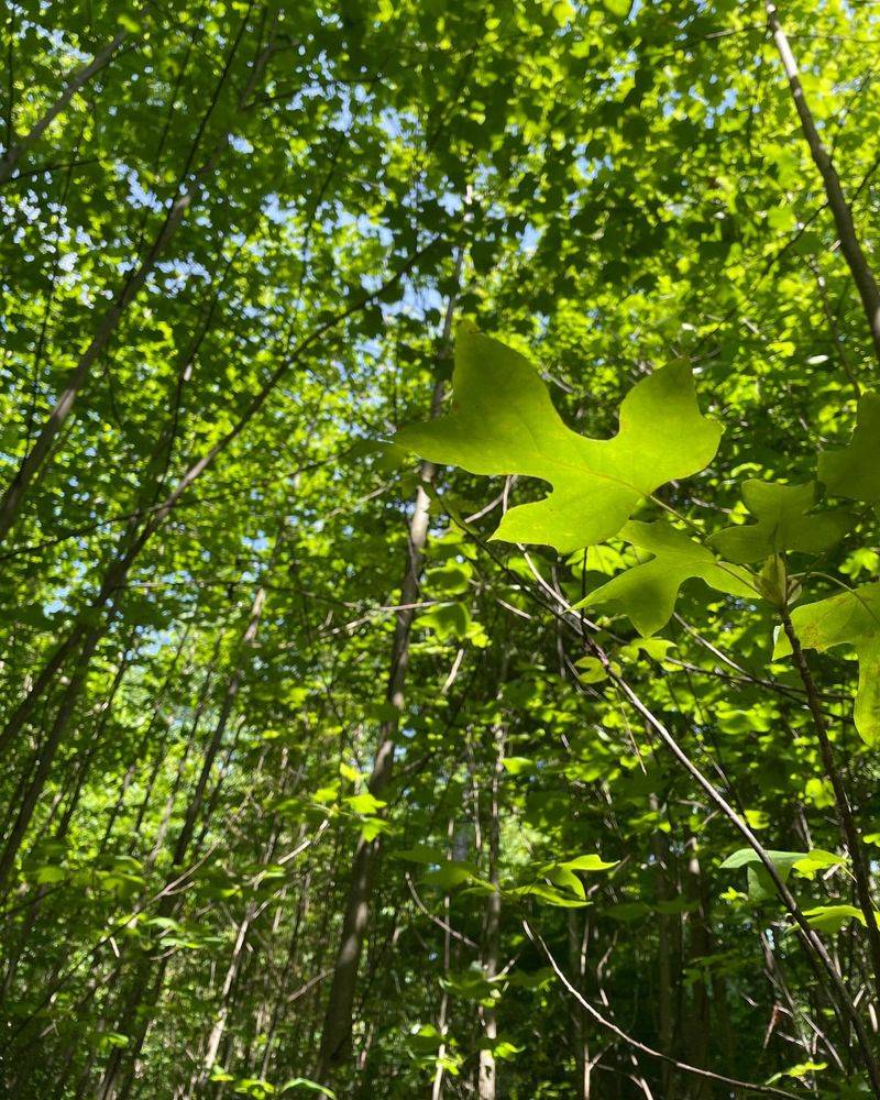 Moisture-Rich Leaves Support Butterfly Emergence