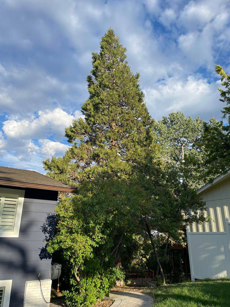 Incense Cedar
