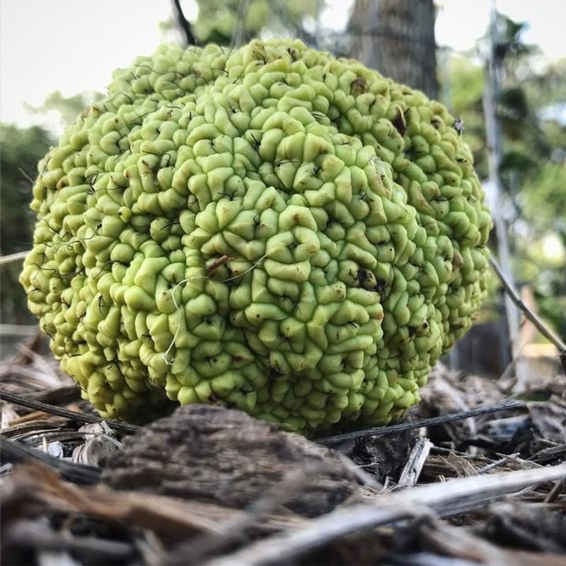 Osage Orange
