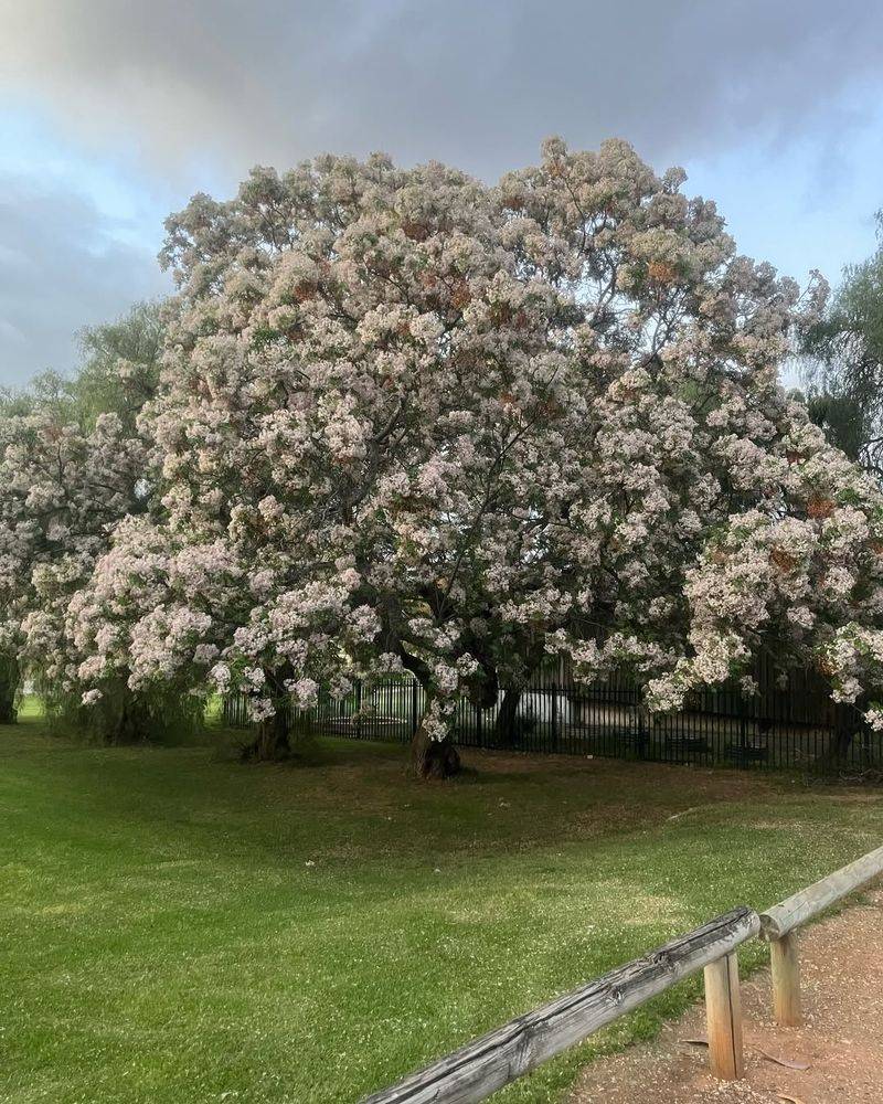Chinaberry Tree