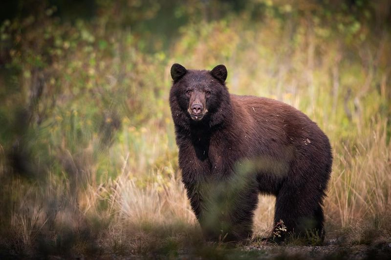 Black Bears
