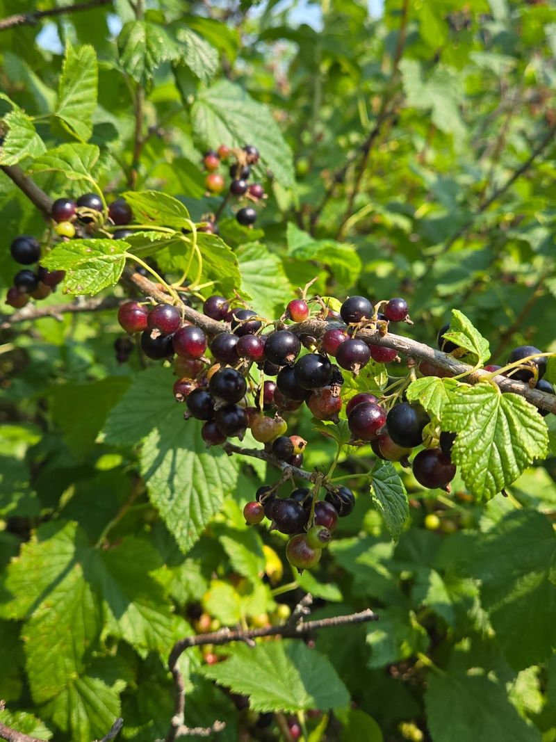 Currants
