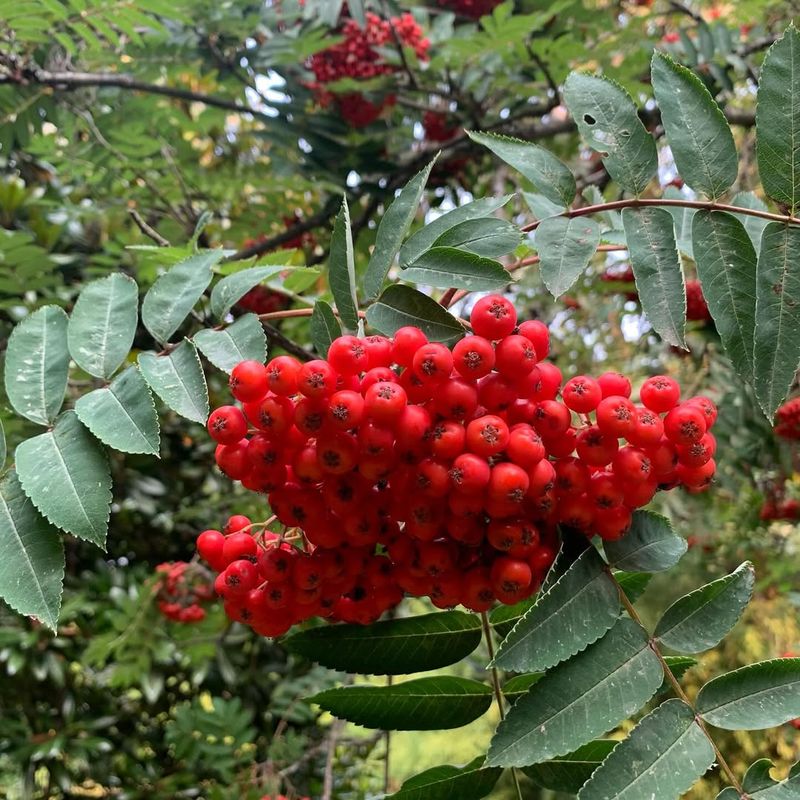 Mountain Ash