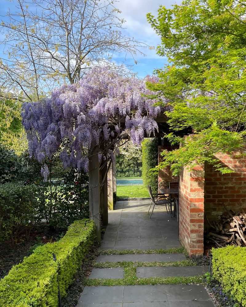 Wisteria And Climbing Hydrangea