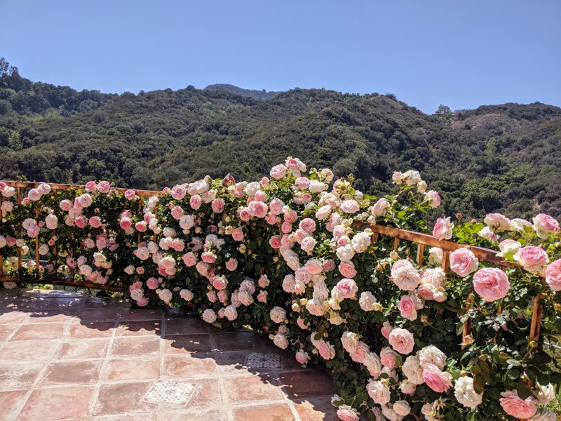 Climbing Roses