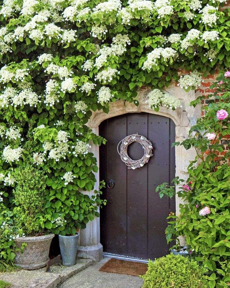 Climbing Hydrangea: Shade-Loving Elegance