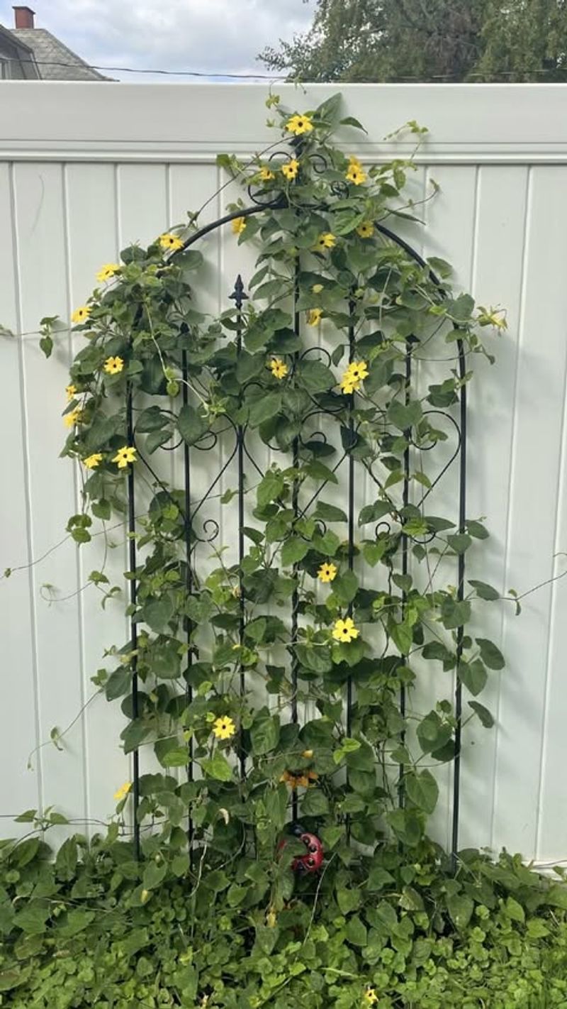 Black-Eyed Susan Vine