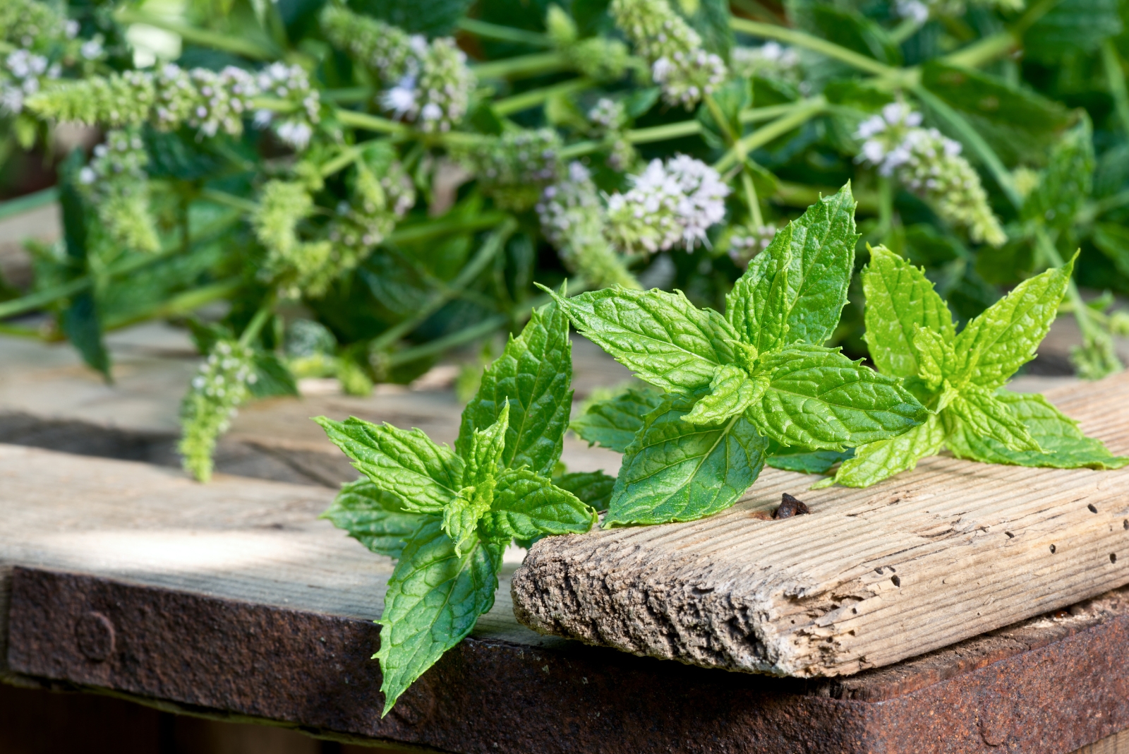 Hoosiers Use These 11 Common Garden Plants To Repel Rats Naturally
