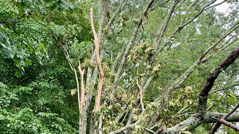 Leaf Clusters From Storm Damage