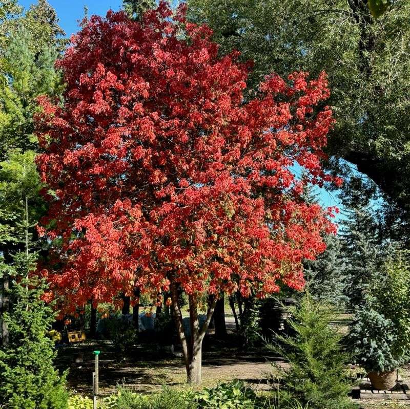 Buckeye Tree