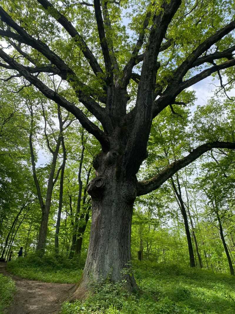 Oak