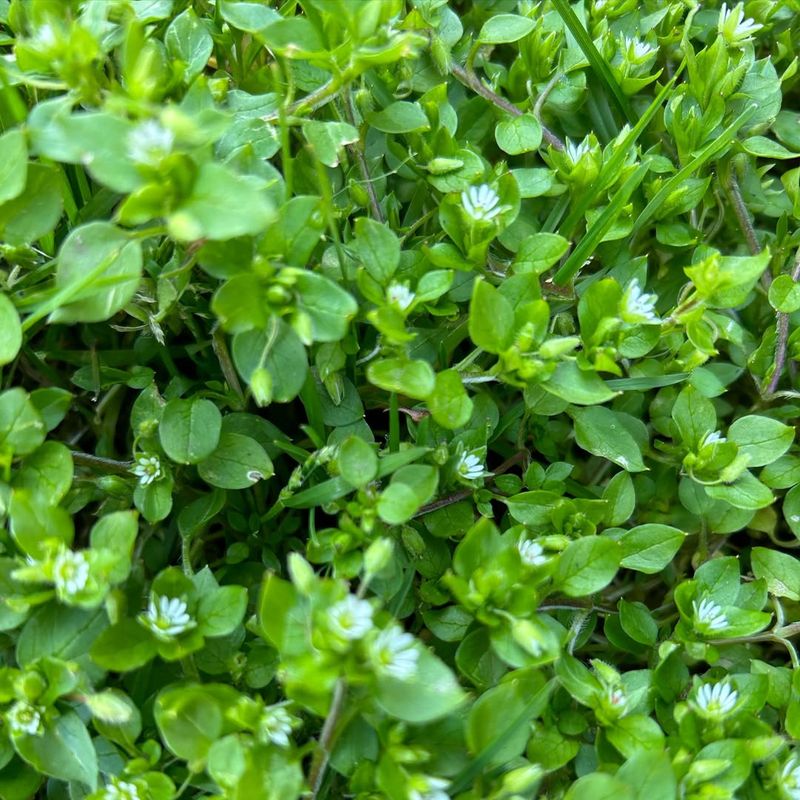 Chickweed