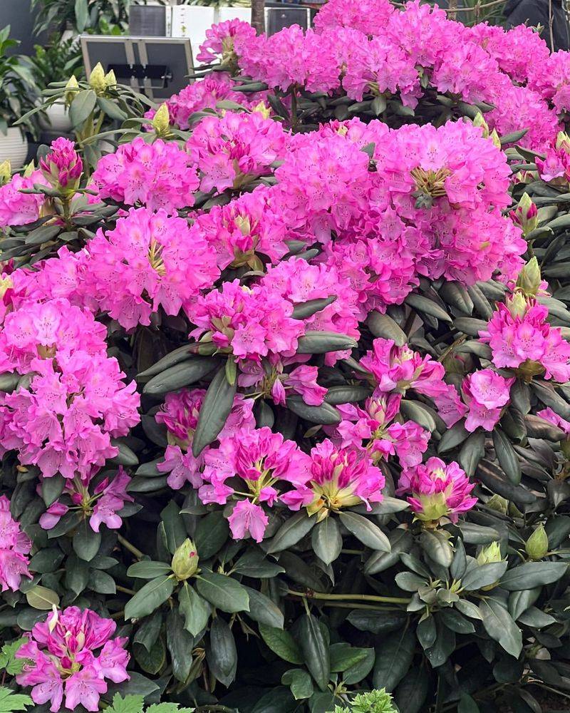 Rhododendrons