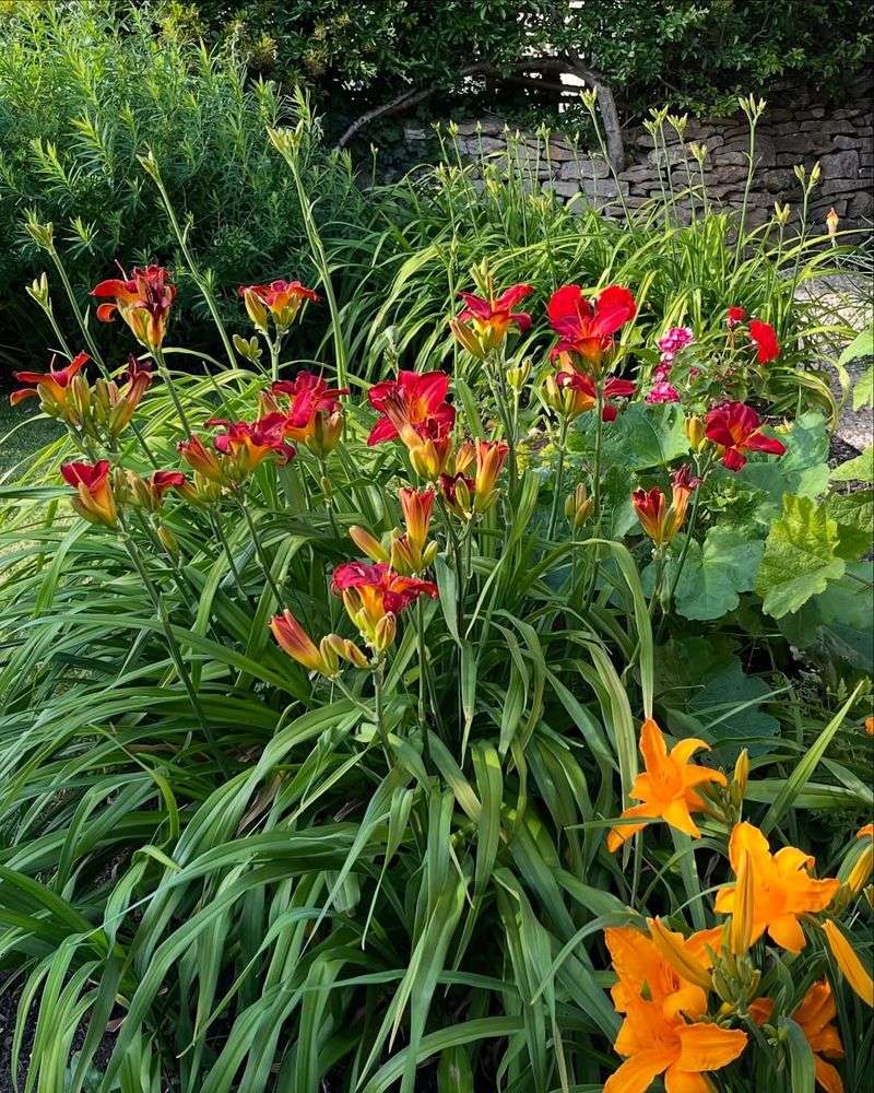 Daylilies