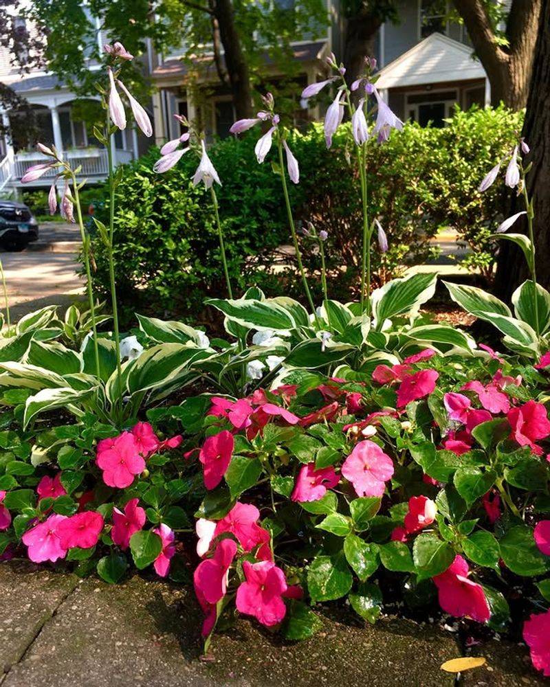 Impatiens