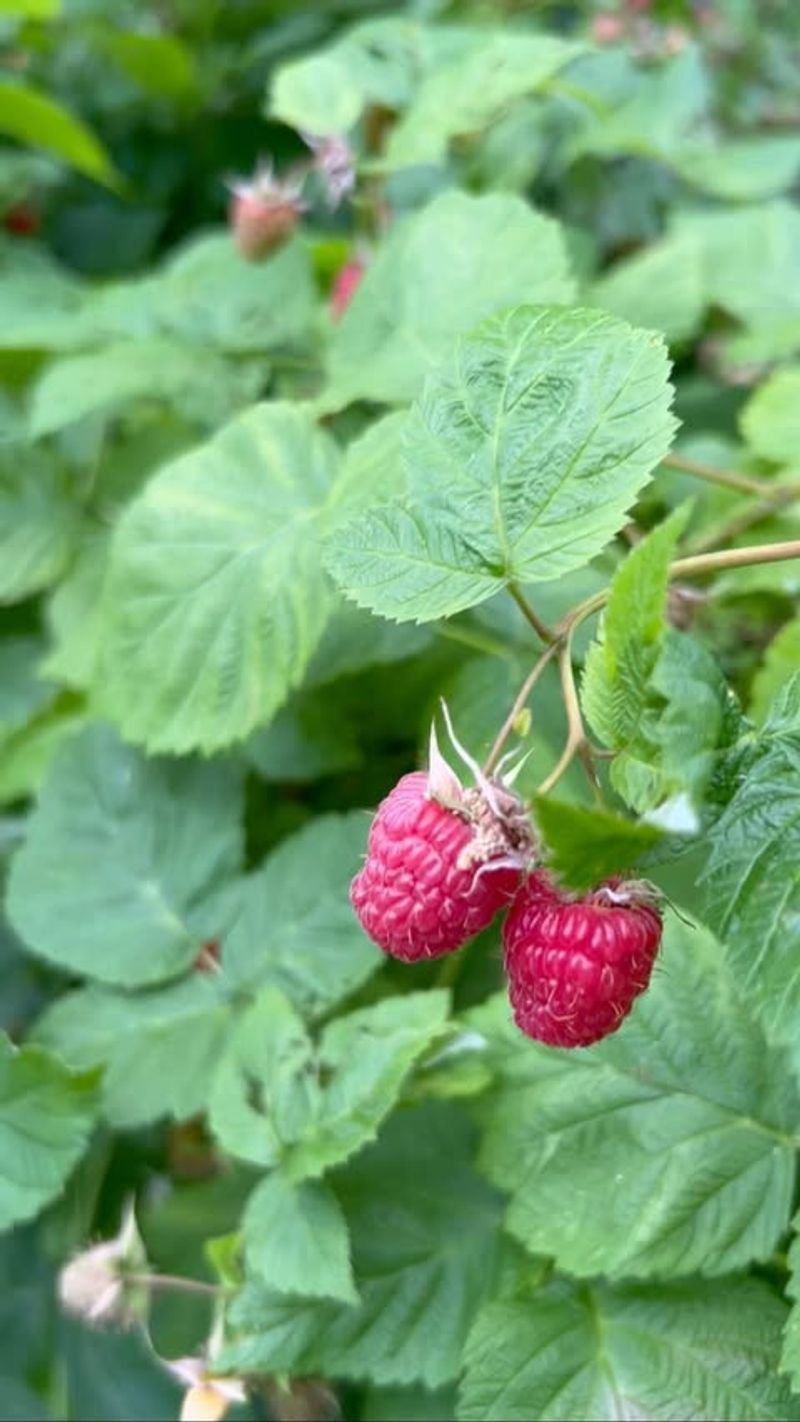 Berry Bushes That Need Light And Air