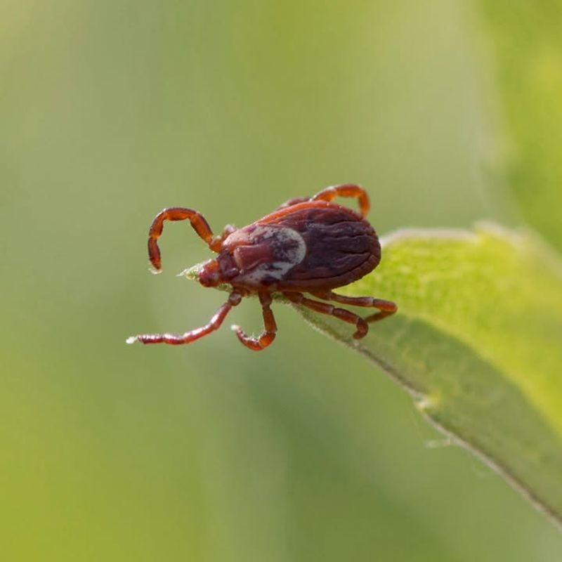 Thorny Structure Transfers Ticks To Pets