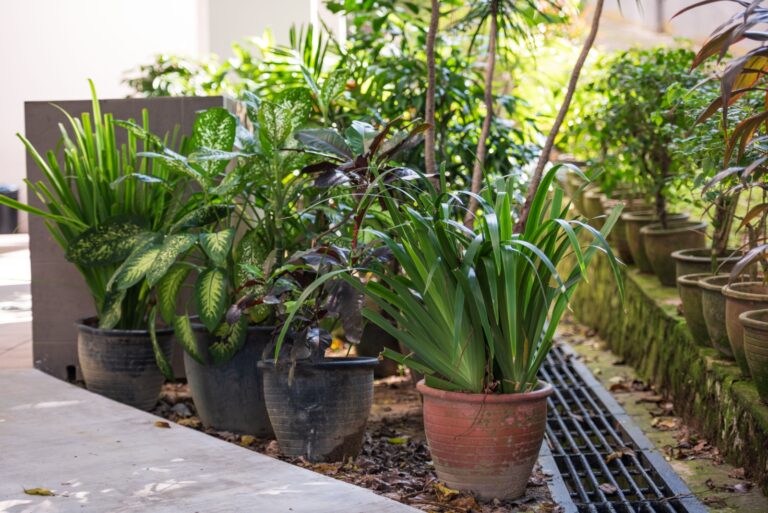 potted houseplants outdoors