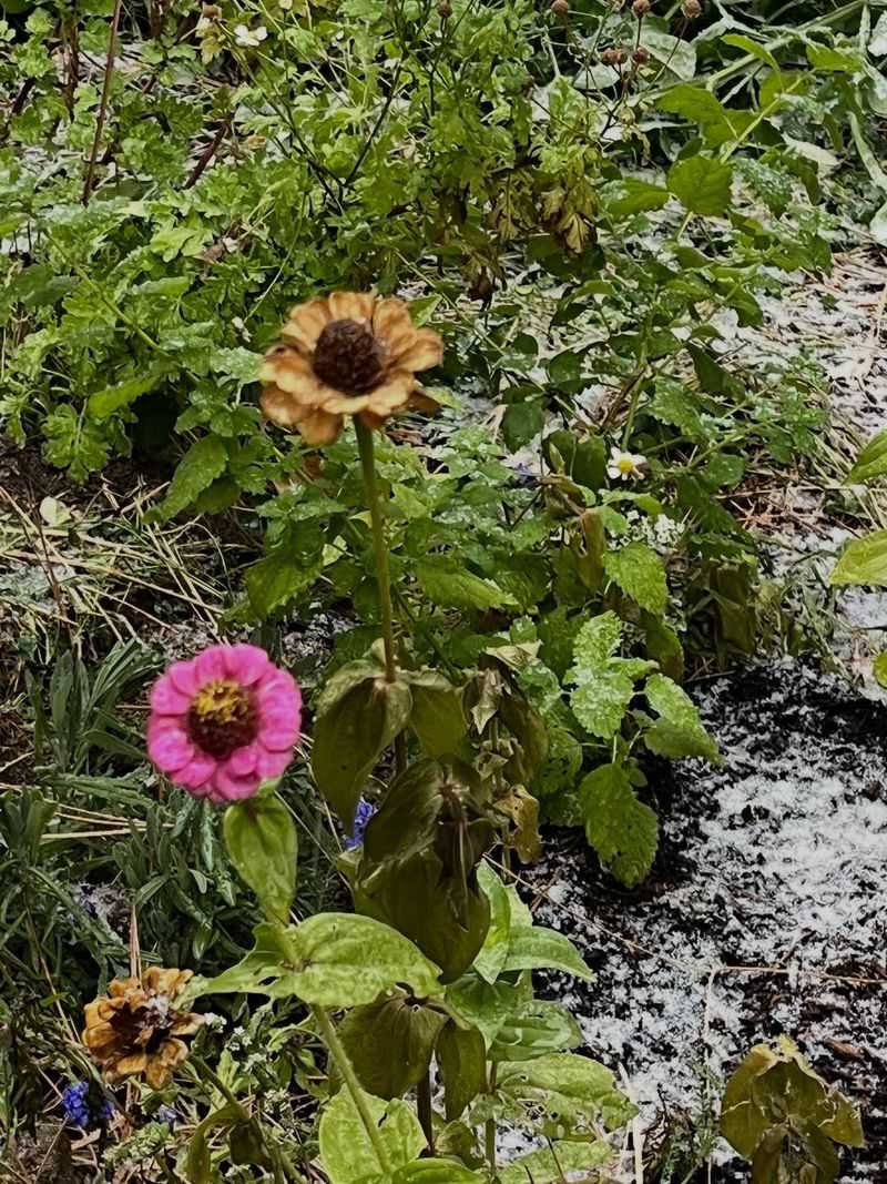 Watch Ohio's First Frost Dates Carefully