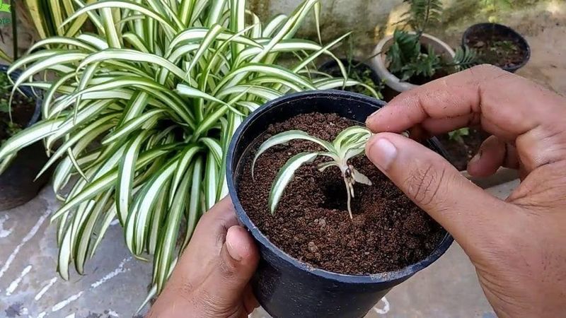Check The Soil Moisture Before Every Watering Session