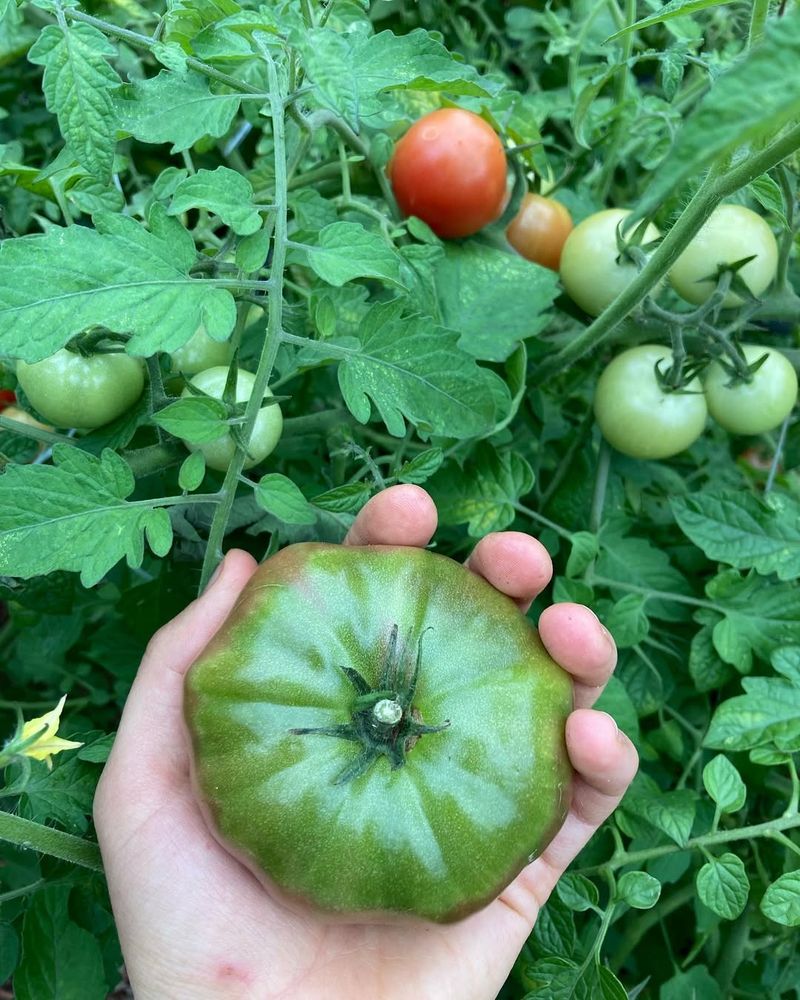 Harvest At The Right Stage