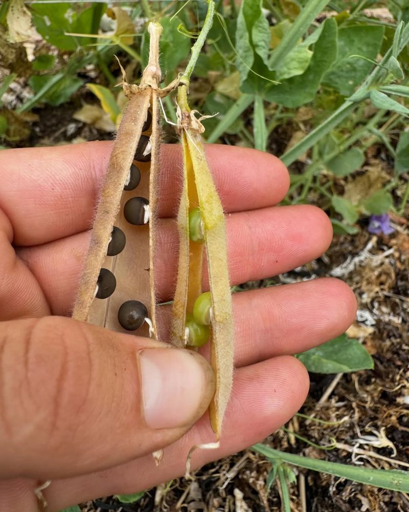 Wait Until Seeds Are Fully Mature