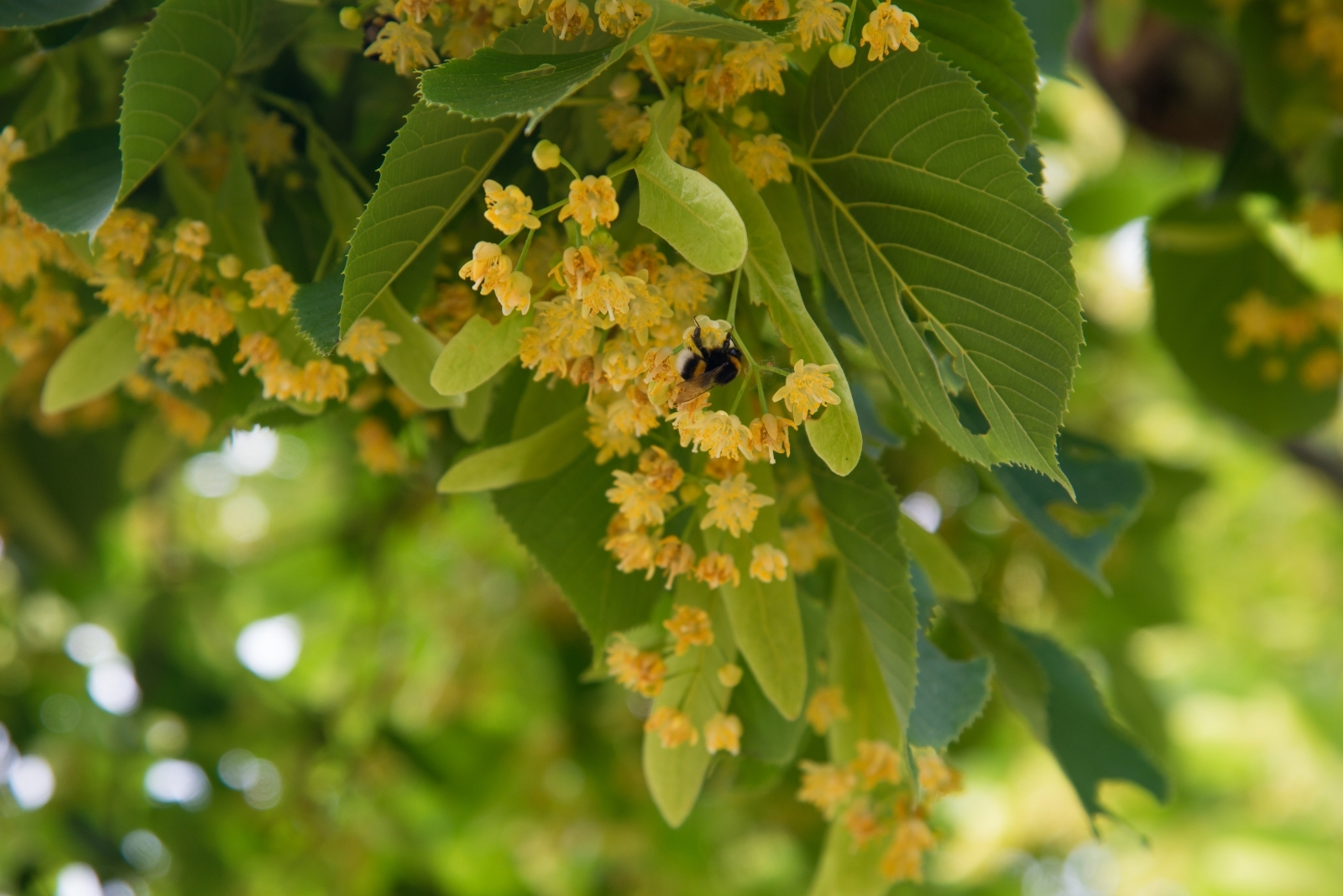 How This Michigan Tree Becomes A Pollinator Magnet Every Fall
