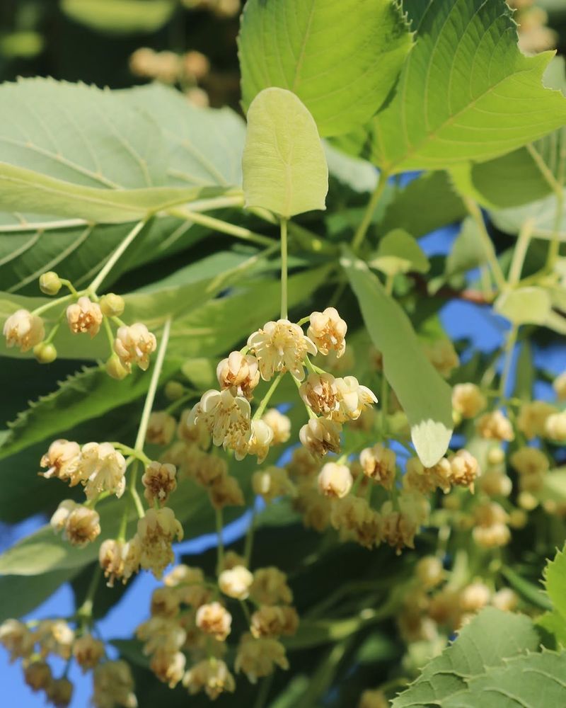 Fragrant Flowers Release Irresistible Scents