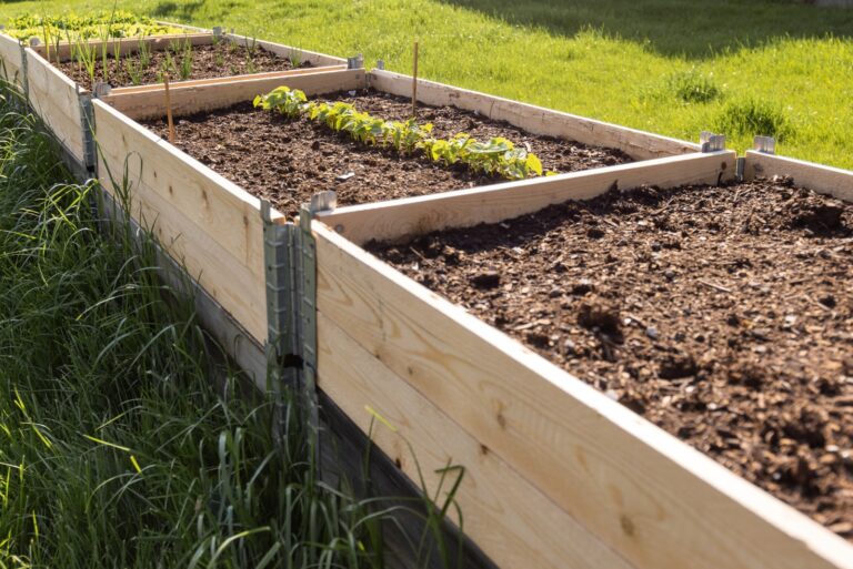 raised bed garden