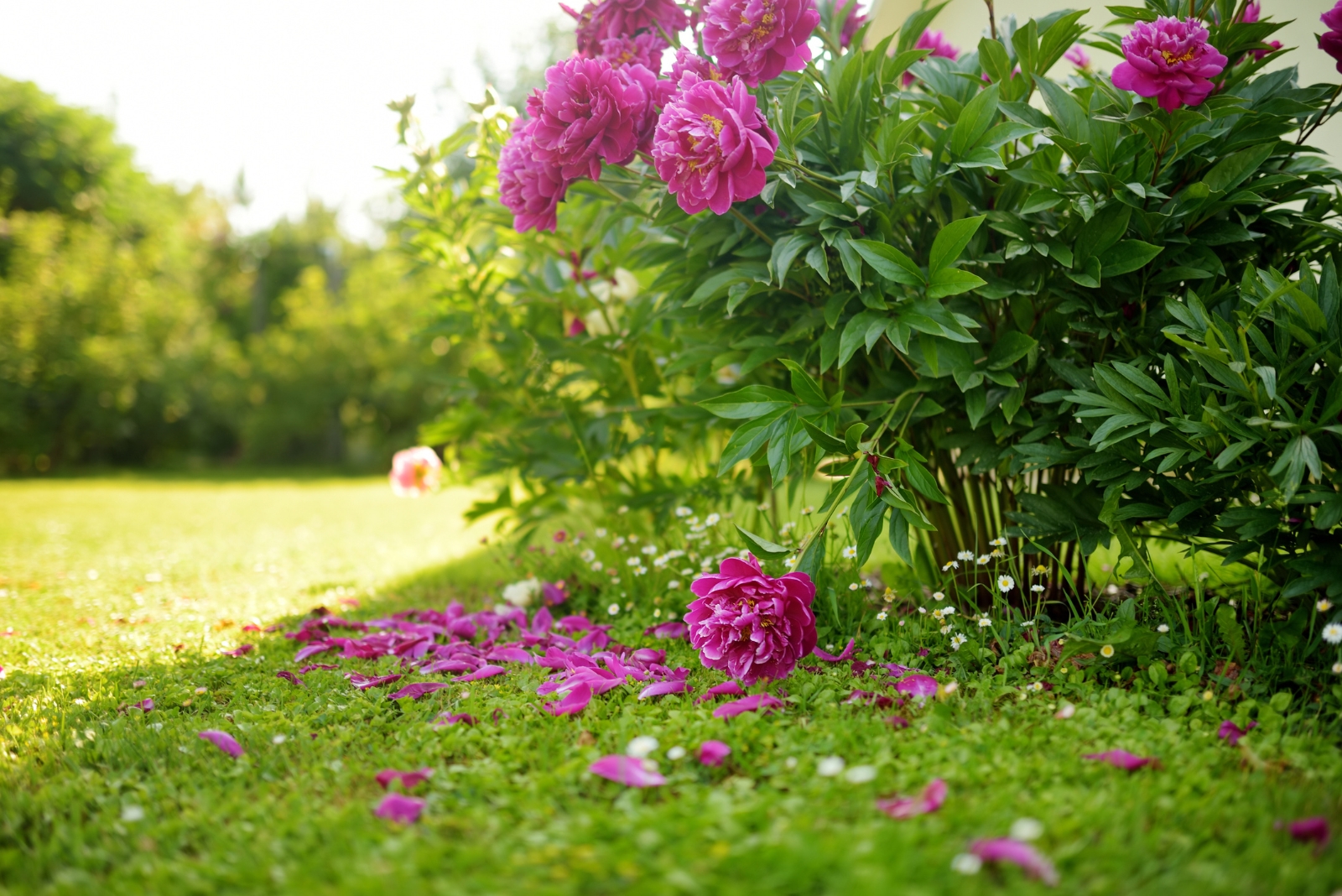 How To Divide Peonies In Michigan This Fall To Boost Beautiful Blooms