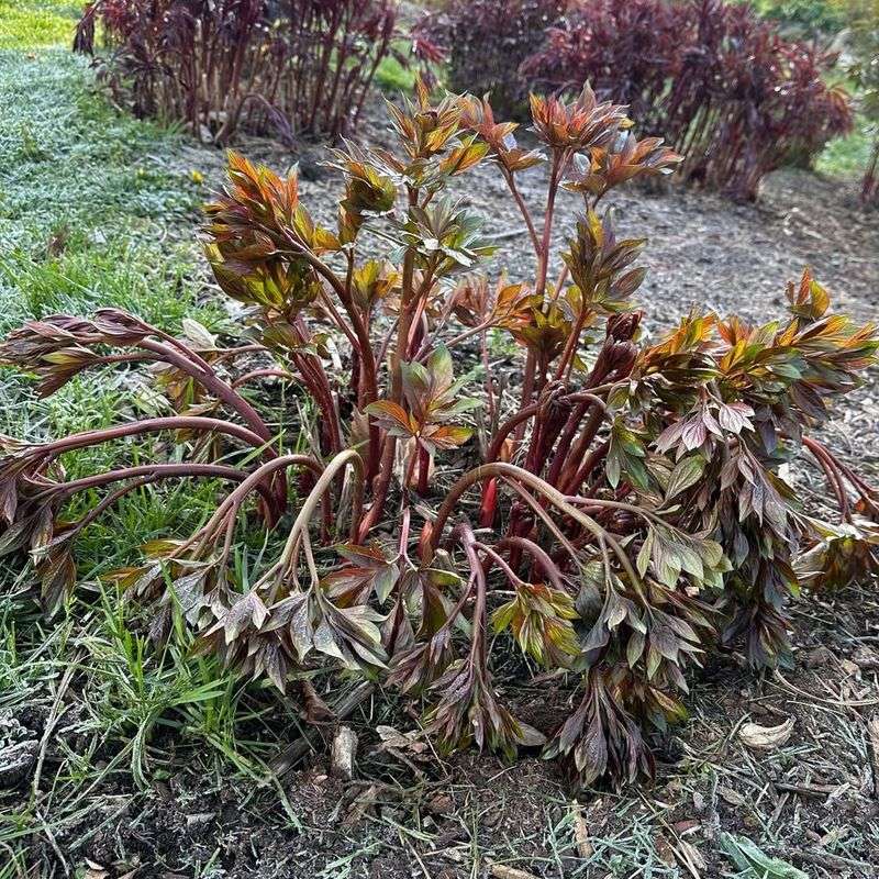 Wait Until After The First Frost