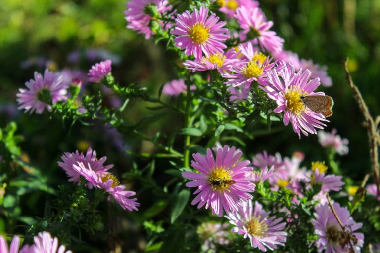 New york Aster flowers