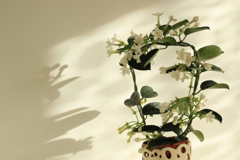indoor jasmine plant