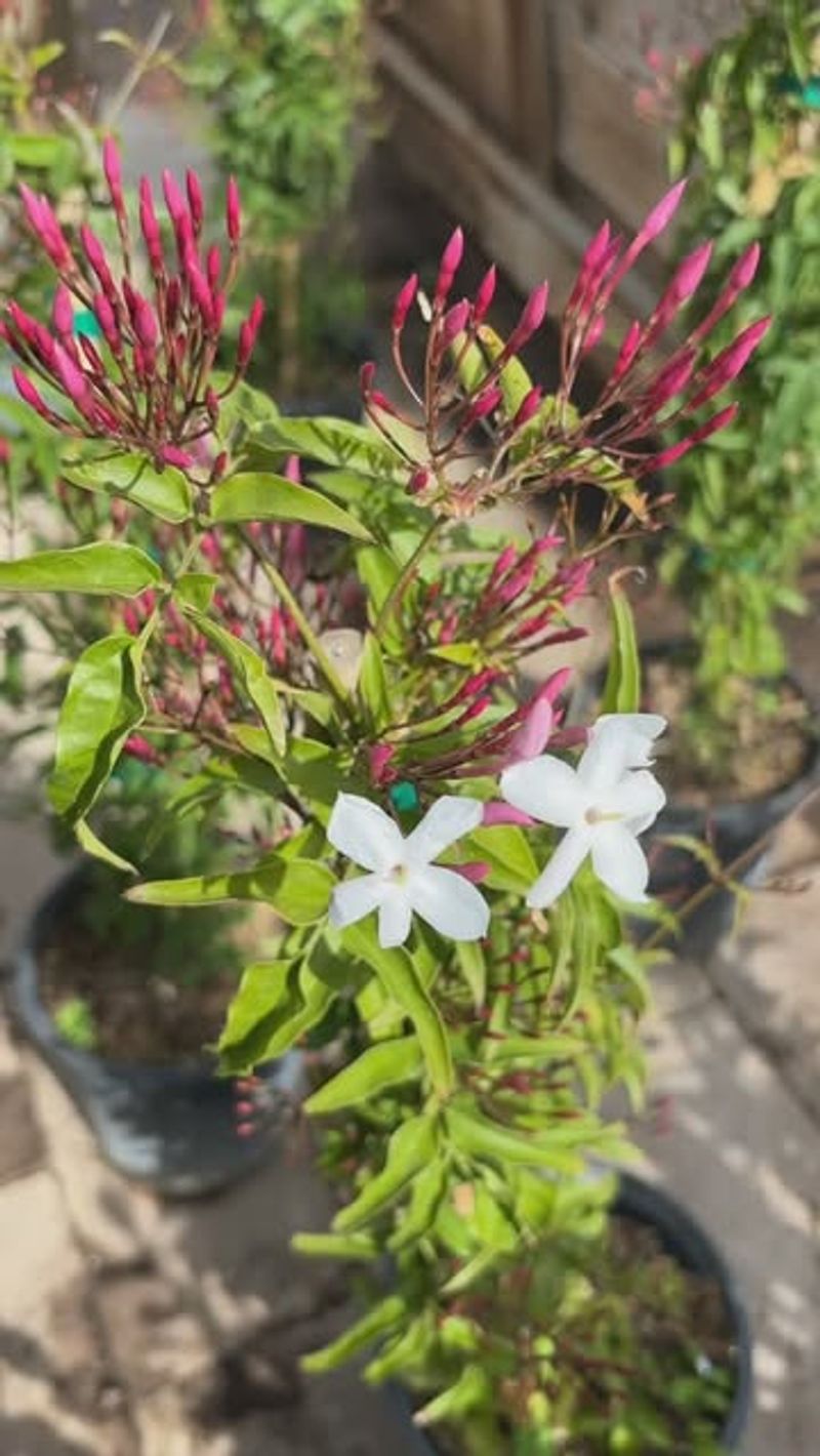 Choose The Right Jasmine Variety