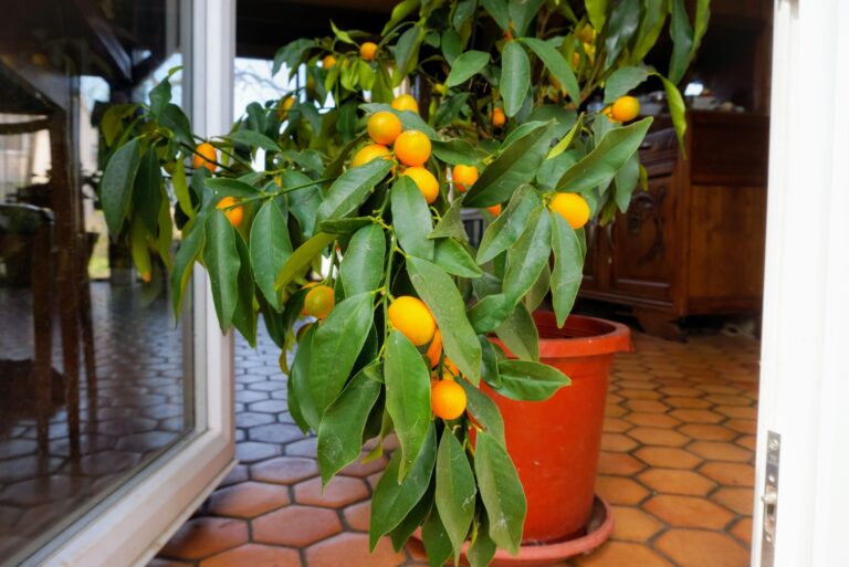 indoor lemon tree