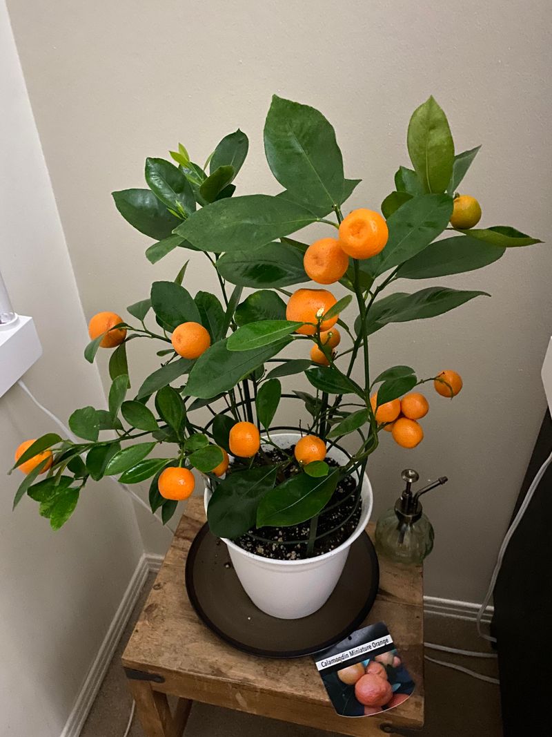 Choose The Right Citrus Variety