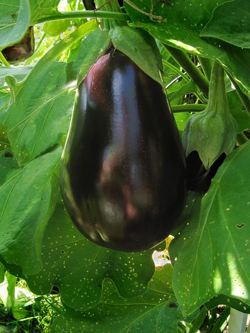 Watch For The Perfect Size And Glossy Skin