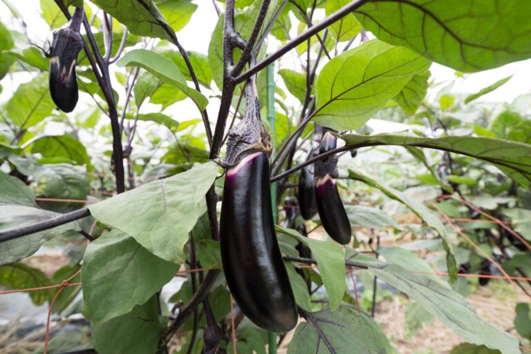 eggplants