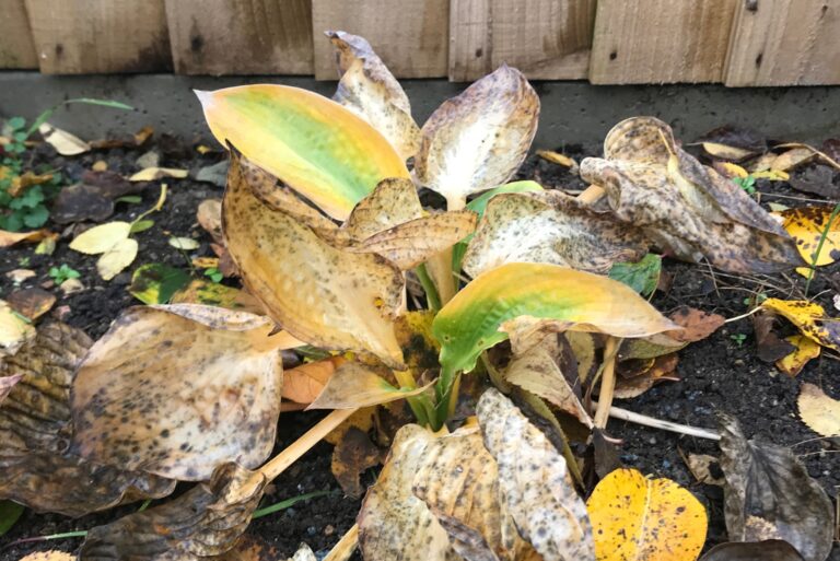 hosta plant in winter