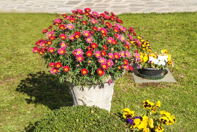 Mums (featured image)