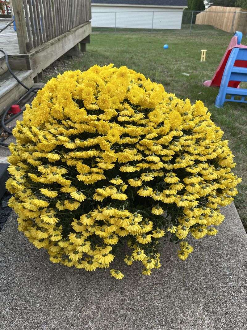 Water Deeply And Consistently Every Morning