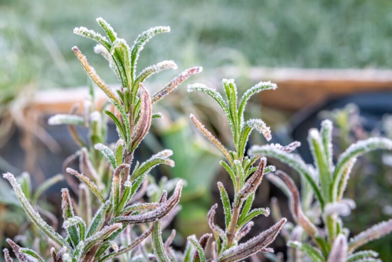 Frozen rosemary