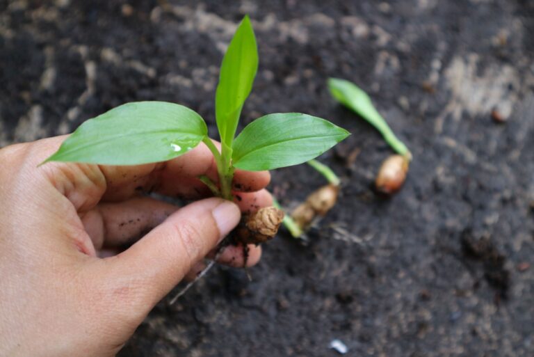 hand showing shoots of ginger plants