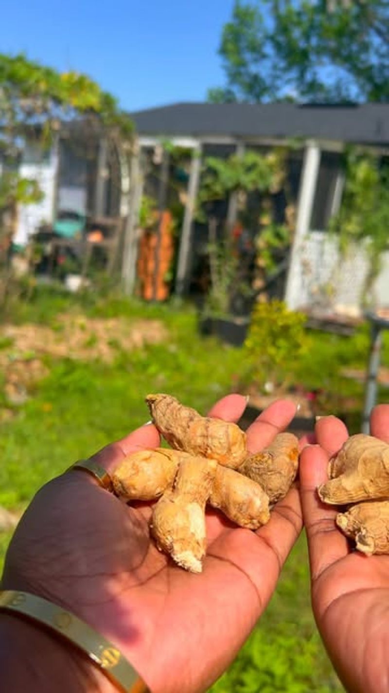 Choose The Right Ginger Rhizomes
