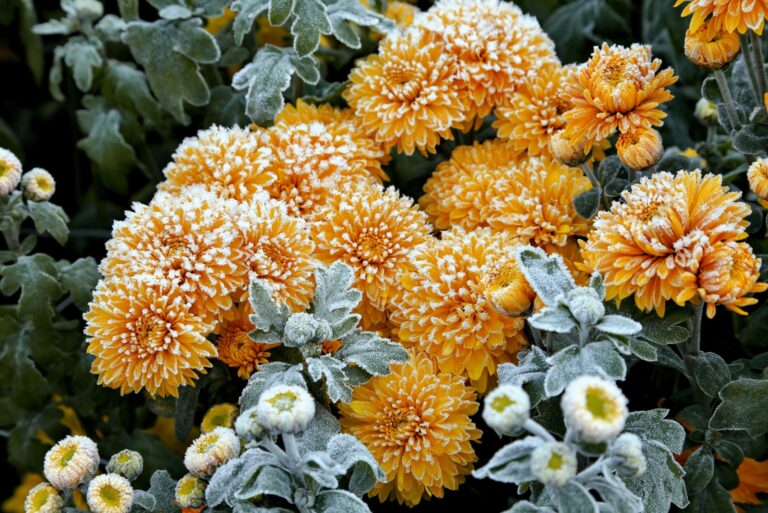 Chrysanthemum flowers with frost in garden
