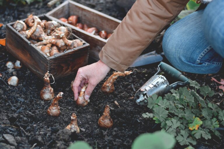 Woman is planting spring flowering bulbs